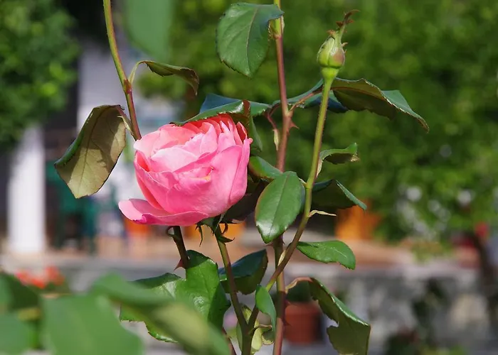 Ξενοδοχείο αθηνά Κοίνυρα