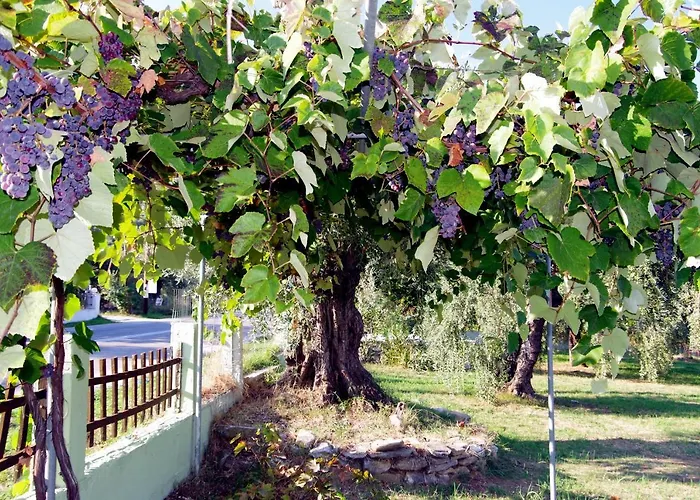 αθηνά Κοίνυρα